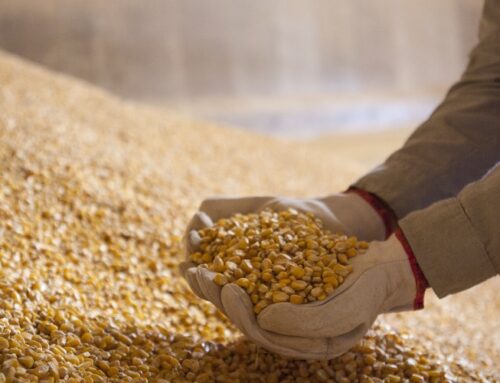 Avicultores no Brasil reclamam de atrasos na importação de milho!