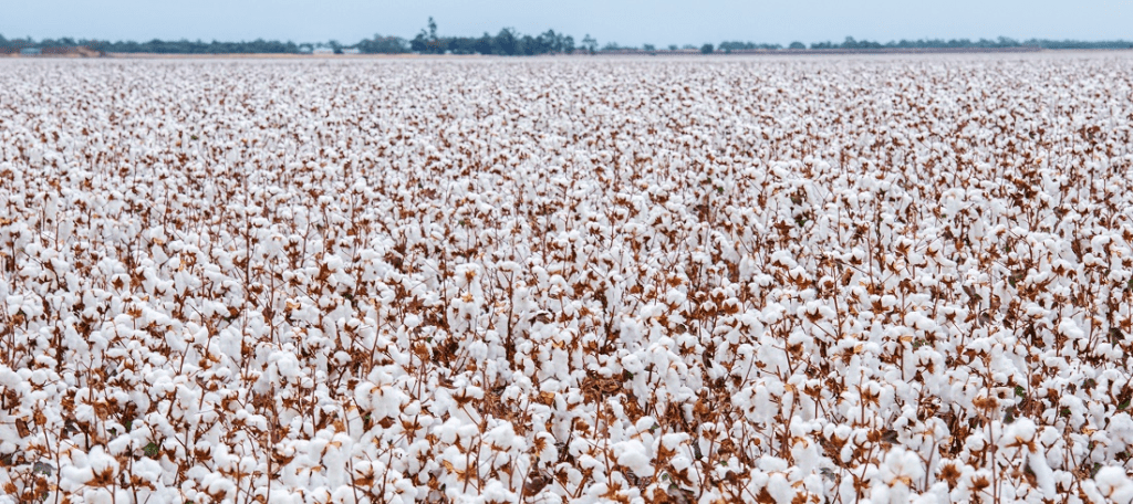 Algodão em pluma prensado para exportação em contêiner no Brasil entre 2022 e 2025