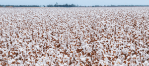 Algodão em pluma prensado para exportação em contêiner no Brasil entre 2022 e 2025