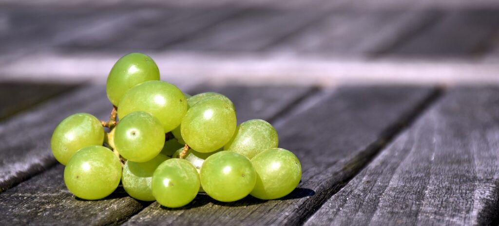 Imagem de uvas frescas relacionada à alíquota zerada para exportação em maio com o acordo UE-Mercosul